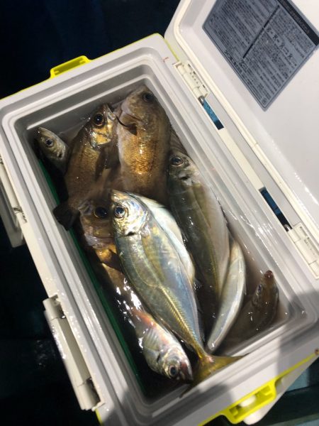 ヤザワ渡船 釣果