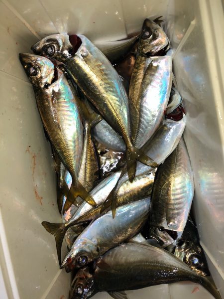 ヤザワ渡船 釣果