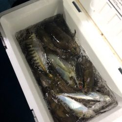 ヤザワ渡船 釣果