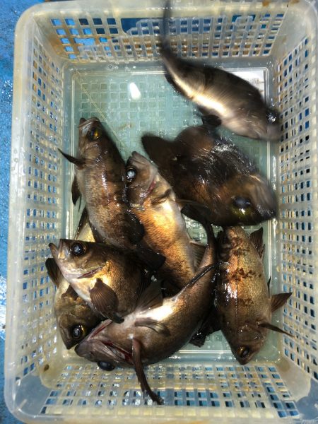 ヤザワ渡船 釣果