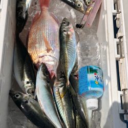 丸万釣船 釣果