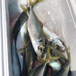 丸万釣船 釣果