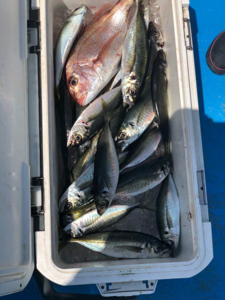 丸万釣船 釣果