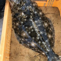 ビッグファイター 釣果