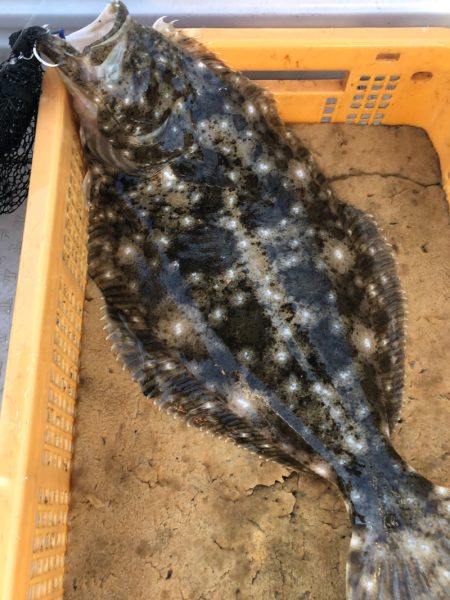 ビッグファイター 釣果