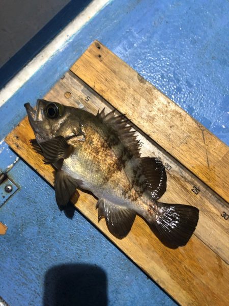 ヤザワ渡船 釣果