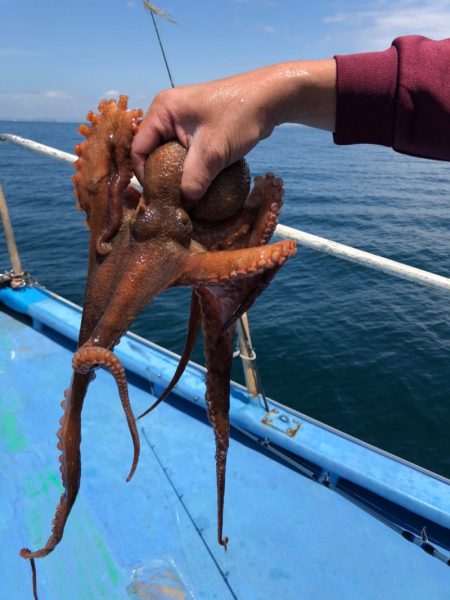ヤザワ渡船 釣果