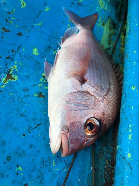 太平丸 釣果