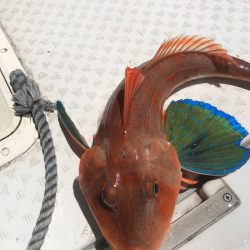 ビッグファイター 釣果