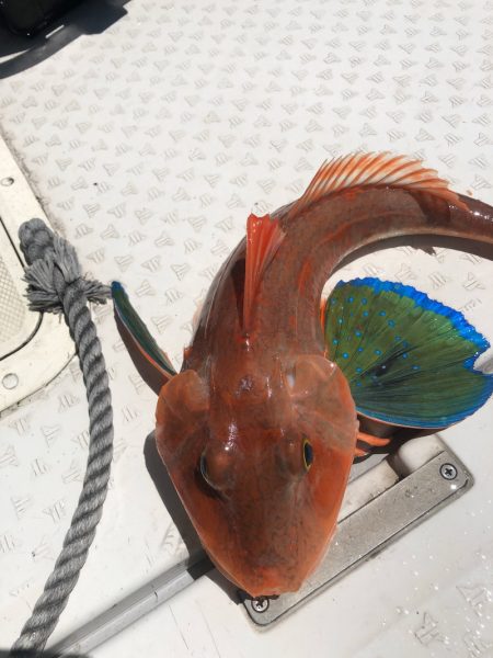 ビッグファイター 釣果