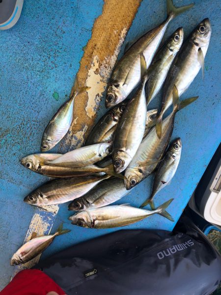 ヤザワ渡船 釣果