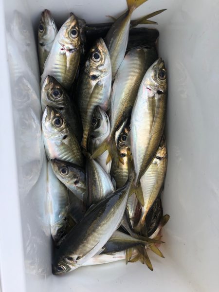 ヤザワ渡船 釣果