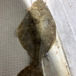 エヌスタイル 釣果