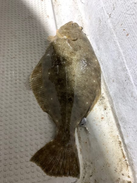 エヌスタイル 釣果