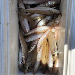 フィッシング キッタカ 釣果