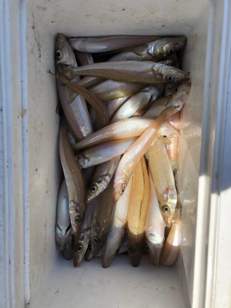 フィッシング　キッタカ 釣果