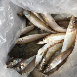 フィッシング キッタカ 釣果