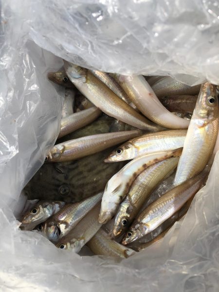 フィッシング キッタカ 釣果