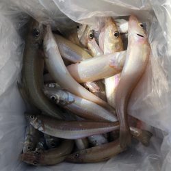 フィッシング キッタカ 釣果