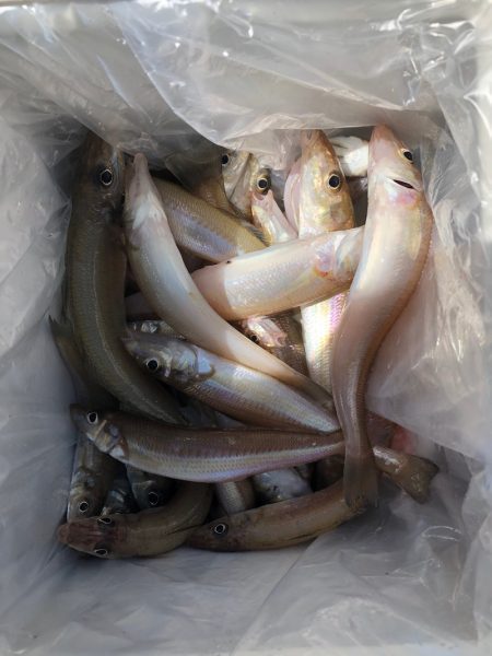 フィッシング キッタカ 釣果