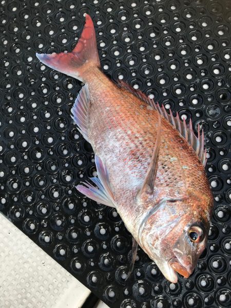 釣人家 釣果