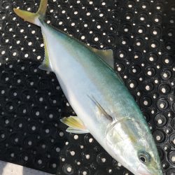 釣人家 釣果