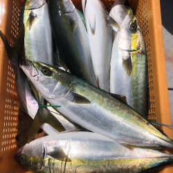 ビッグファイター 釣果