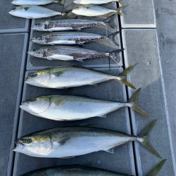 SeaRide(シーライド) 釣果