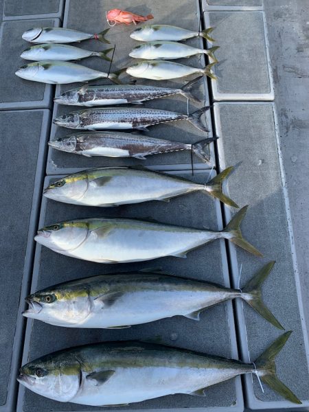 SeaRide(シーライド) 釣果