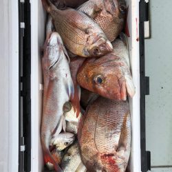 フィッシング キッタカ 釣果