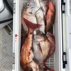 フィッシング キッタカ 釣果