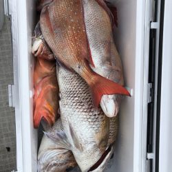 フィッシング キッタカ 釣果