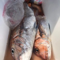 第二八坂丸 釣果