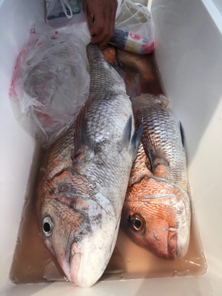 第二八坂丸 釣果