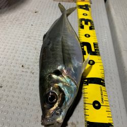 エヌスタイル 釣果