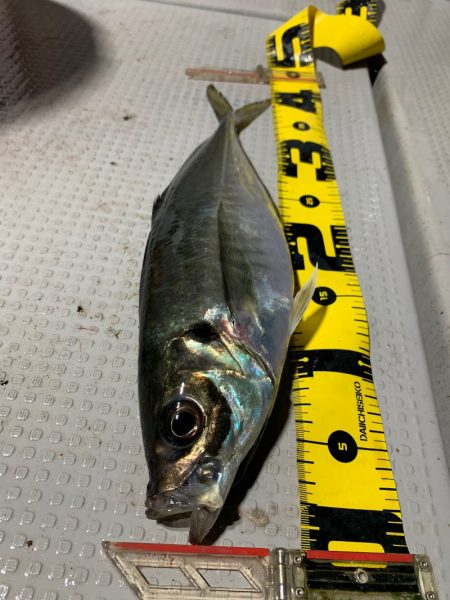 エヌスタイル 釣果