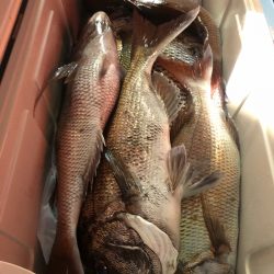 第二八坂丸 釣果