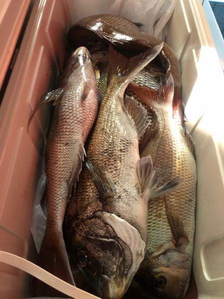 第二八坂丸 釣果