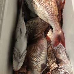 第二八坂丸 釣果