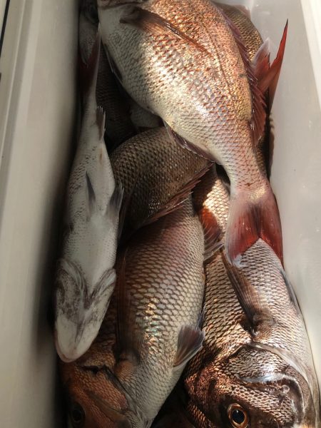 第二八坂丸 釣果