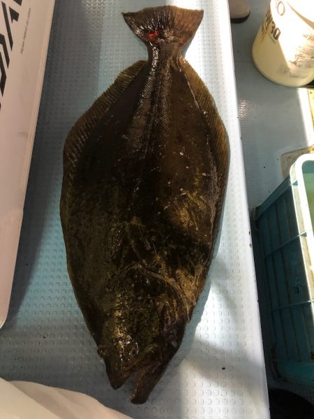 第二八坂丸 釣果