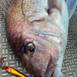 龍神丸(鹿児島) 釣果