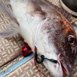 龍神丸(鹿児島) 釣果