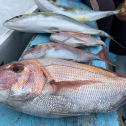 みやけ丸 釣果