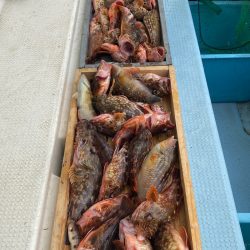 岡田釣船 八英丸 釣果