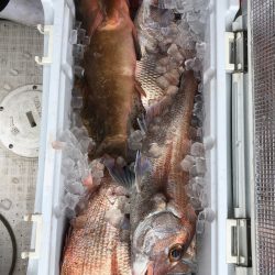 フィッシング　キッタカ 釣果