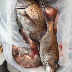 フィッシング　キッタカ 釣果