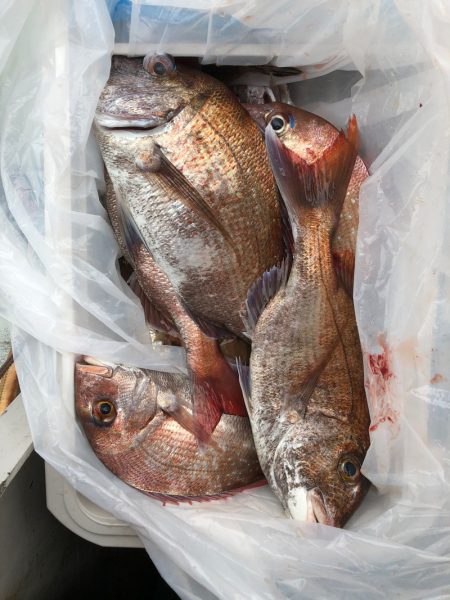 フィッシング　キッタカ 釣果