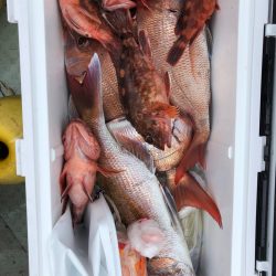 フィッシング　キッタカ 釣果