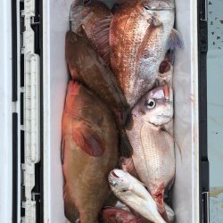 フィッシング　キッタカ 釣果